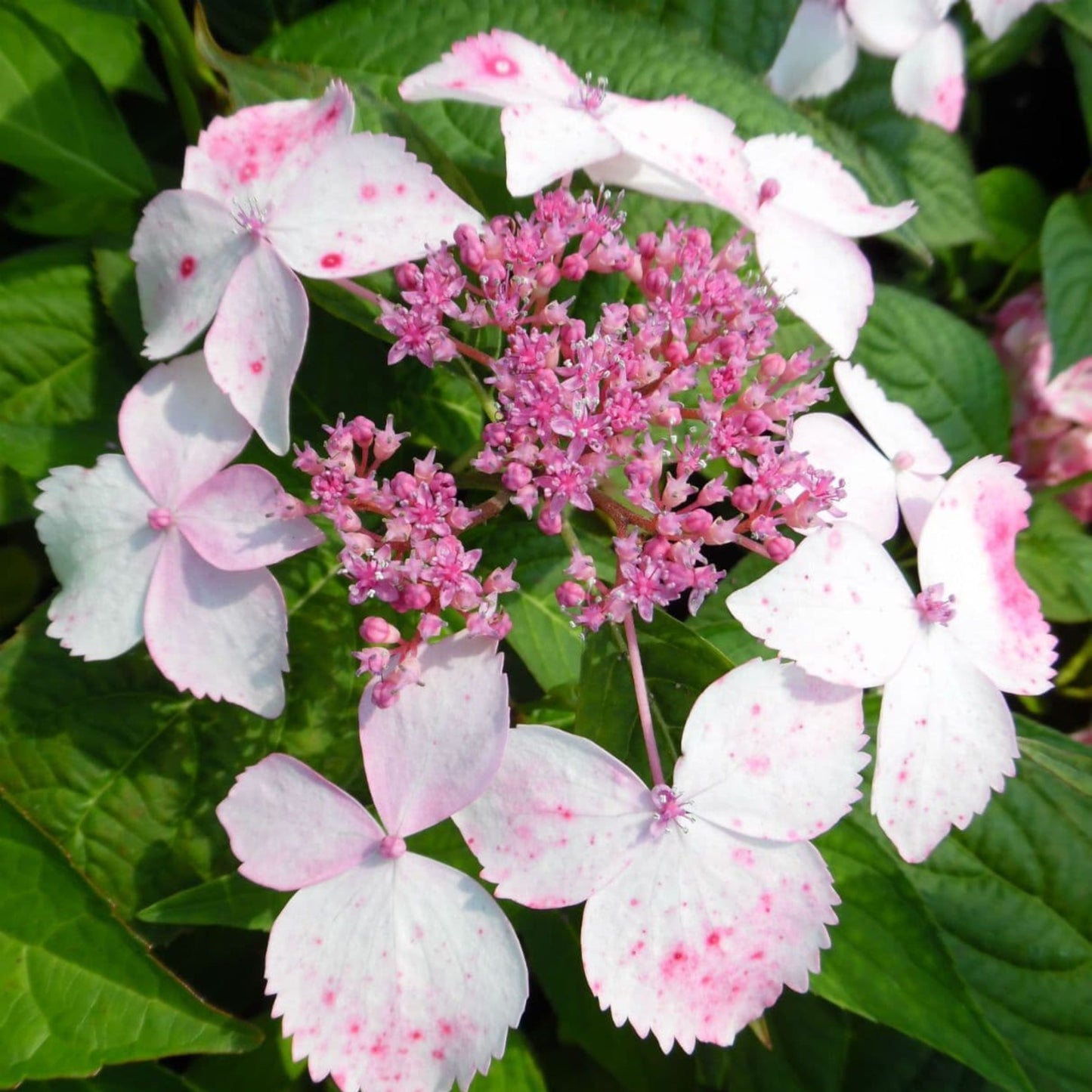 Hydrangea Grayswood