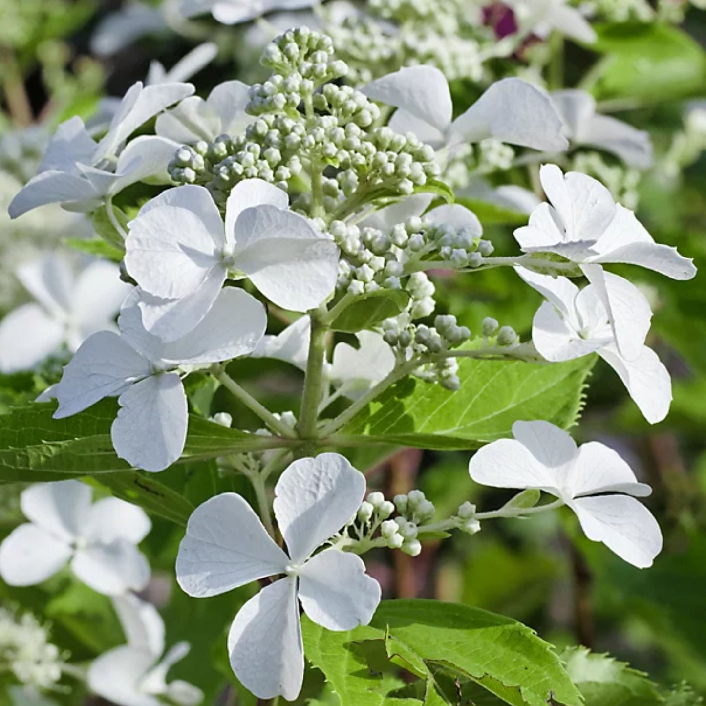 Hydrangea Levana