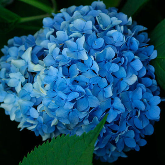 Hydrangea Mathilda Gutges