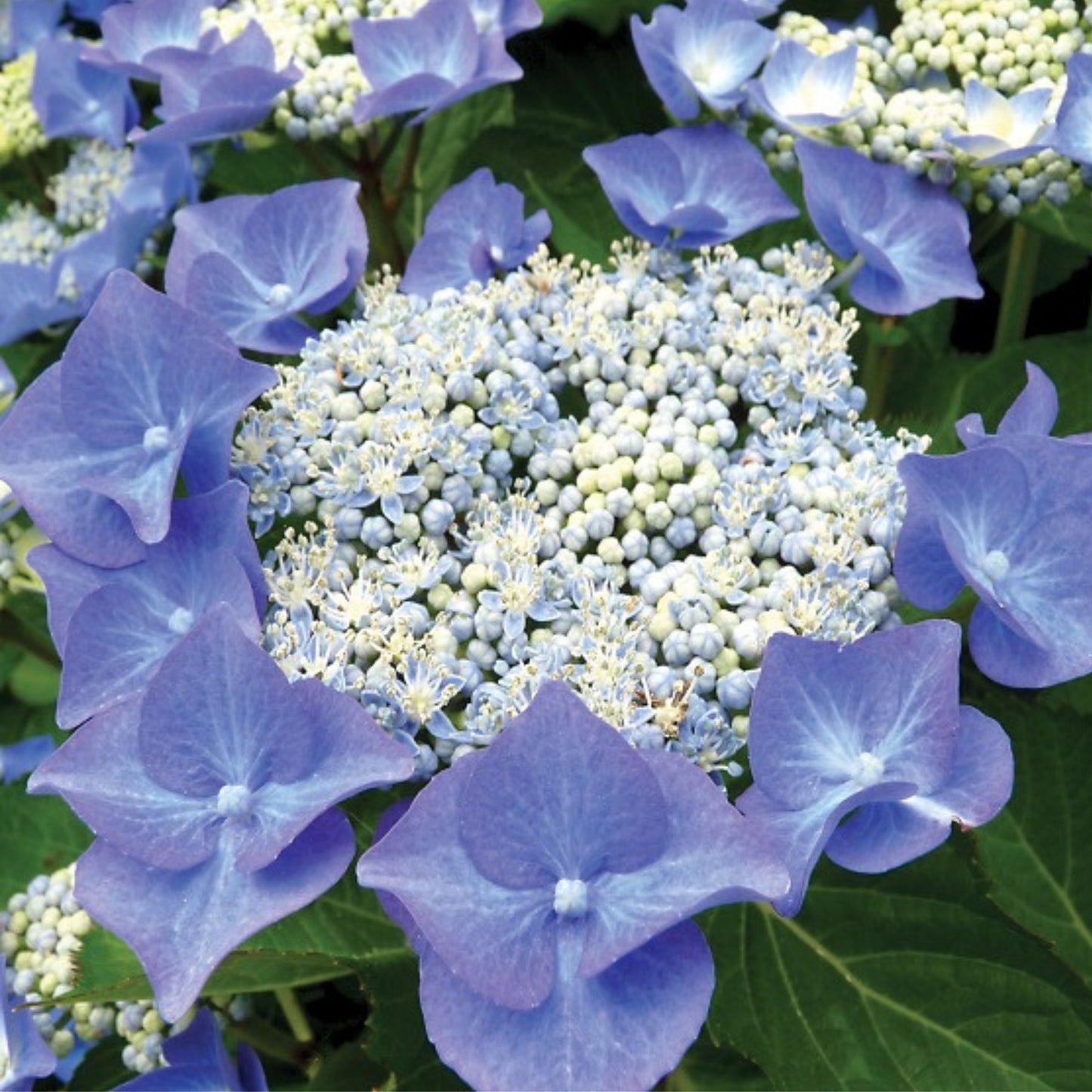 Hydrangea Nightingale