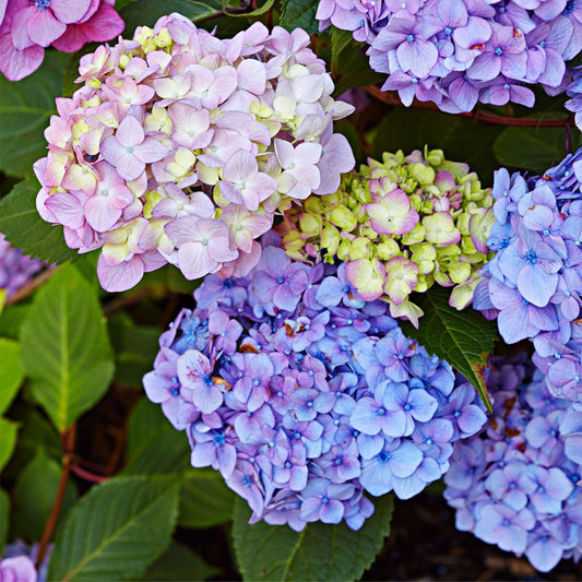 Hydrangea Nigra