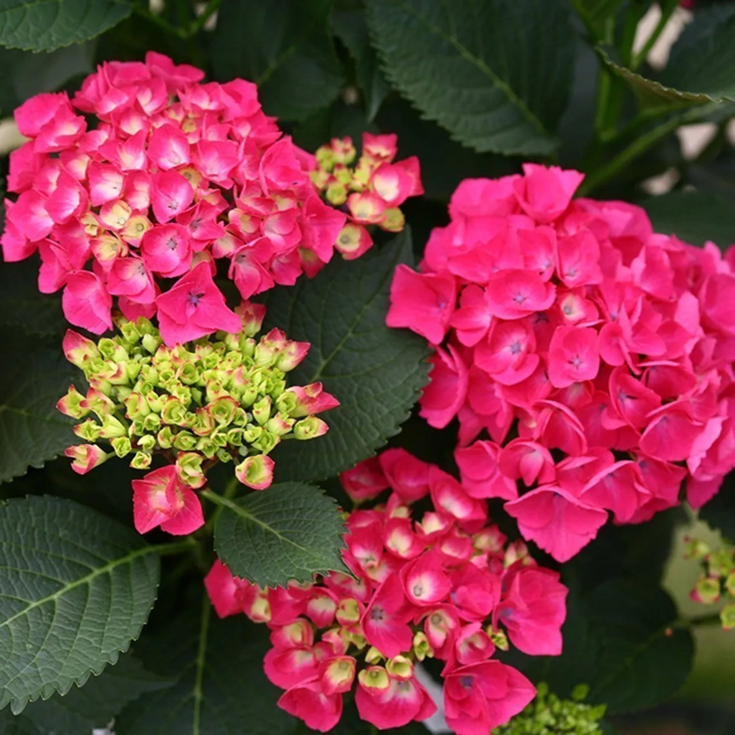 Hydrangea Paris Red