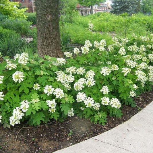 Hydrangea Pee Wee