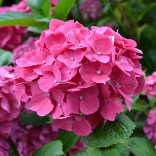 Hydrangea Piaminia