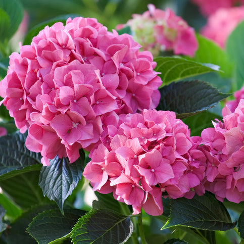 Hydrangea Piaminia