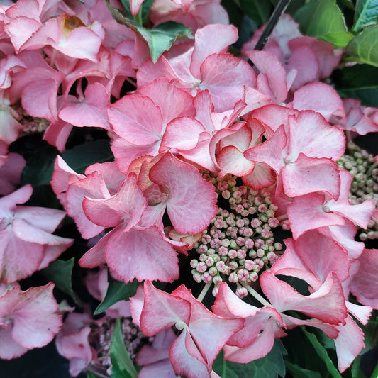 Hydrangea Preziosa