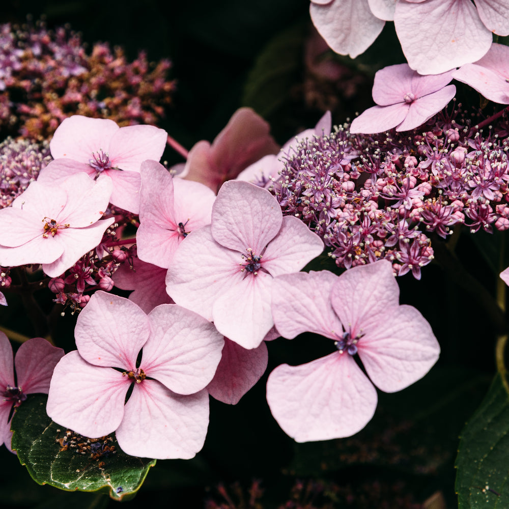 Hydrangea Grayswood