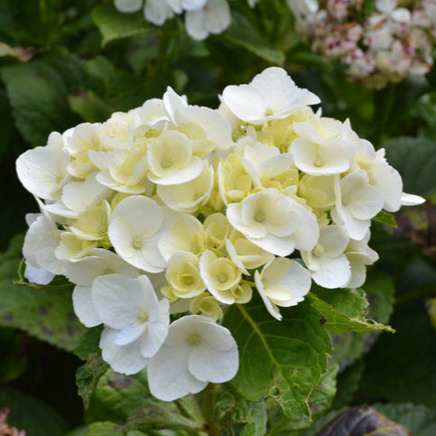 Hydrangea Princess Julianna