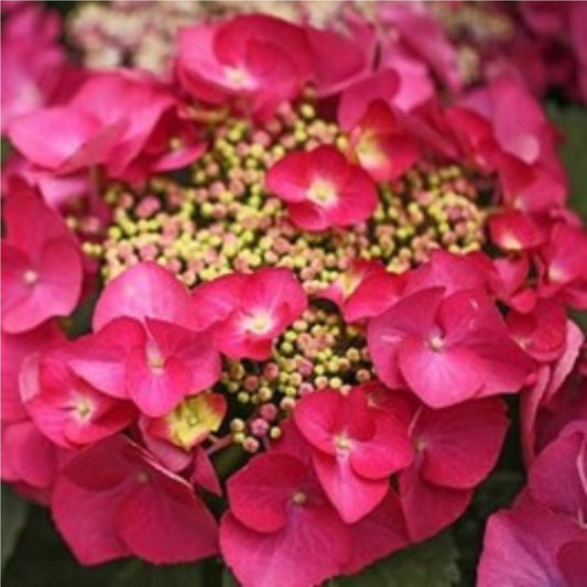 Hydrangea Red Start