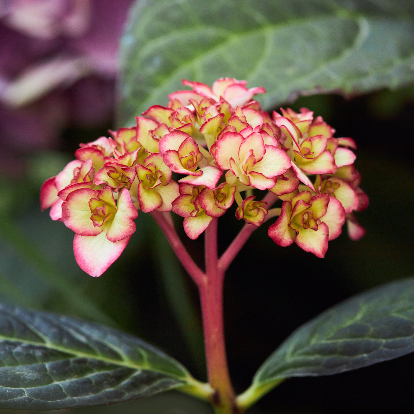 Hydrangea Sabrina