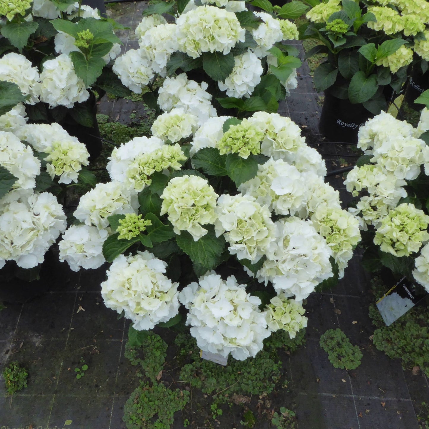 Hydrangea Schneeball