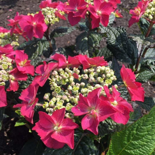 Hydrangea Strawberry n Cream