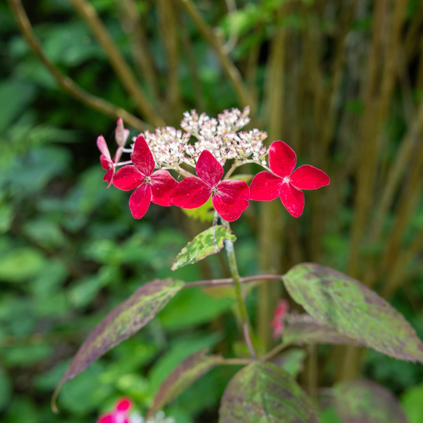 Hydrangea Strawberry n Cream