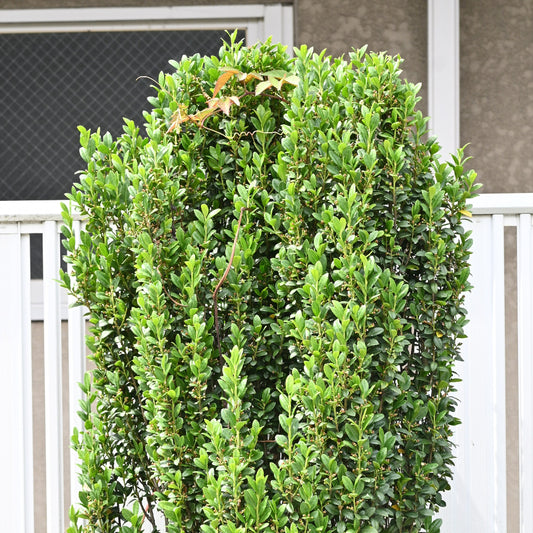 Ilex Sky Pencil