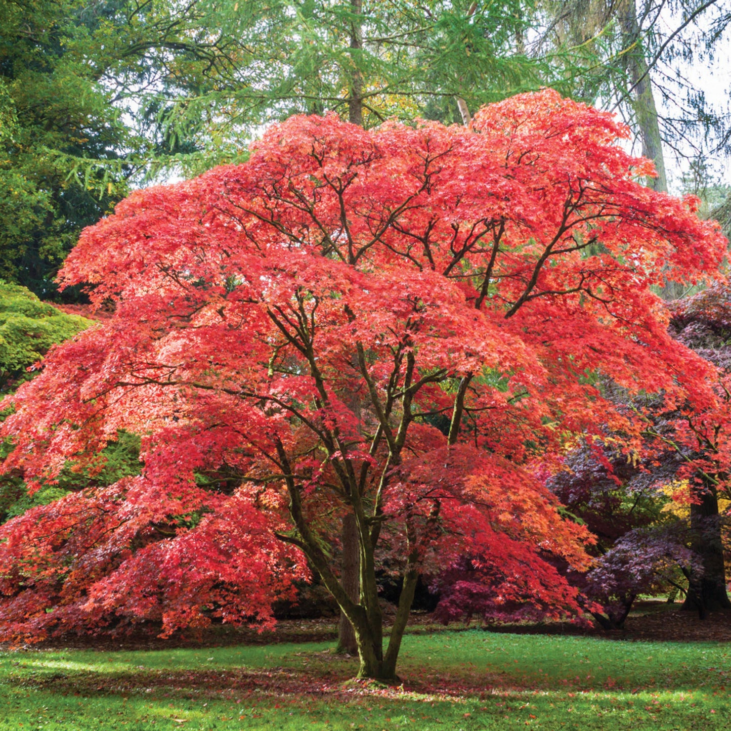 Japanese Maple - Acer Dissectum Atropurpureum