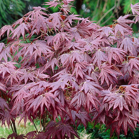 Japanese Maple - Acer Palmatum Atropurpureum