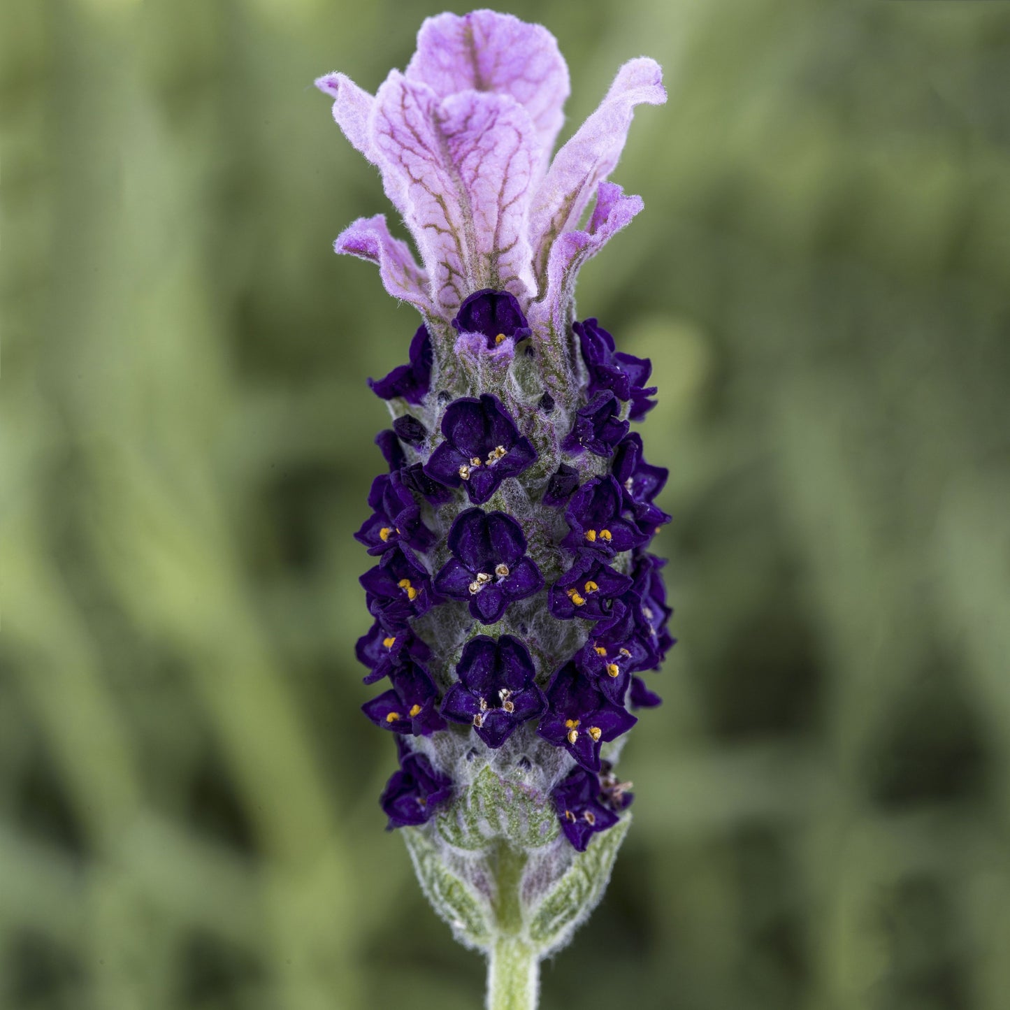 Lavender Castilliano