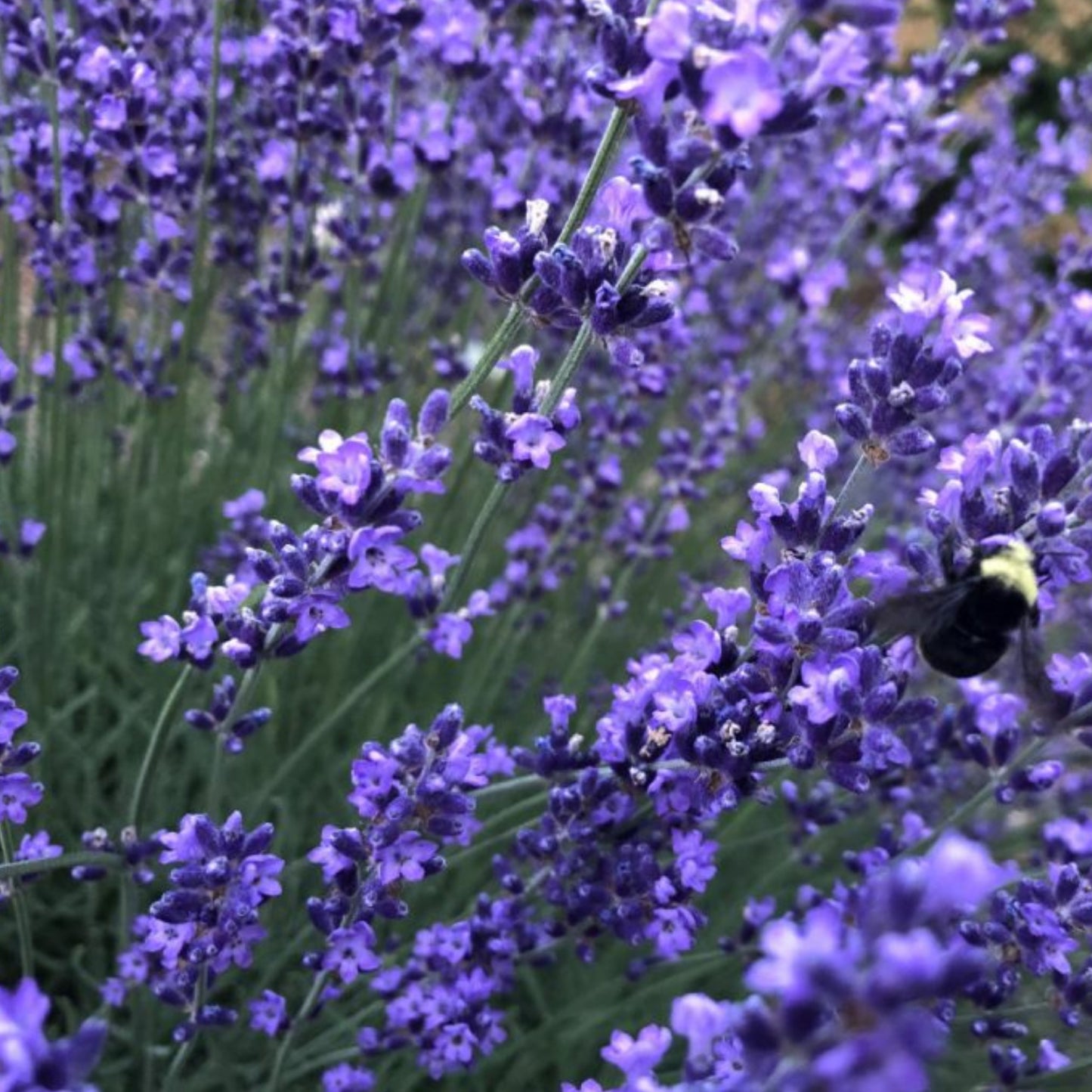 Lavender Pacific Blue