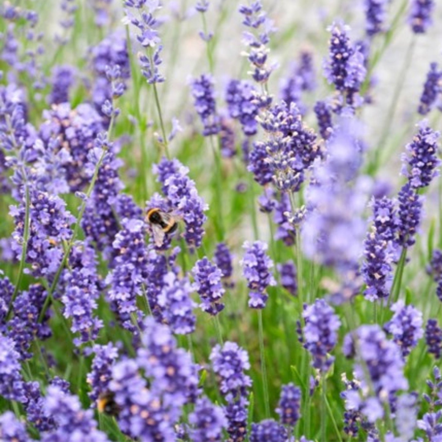 Lavender Blue Mountain