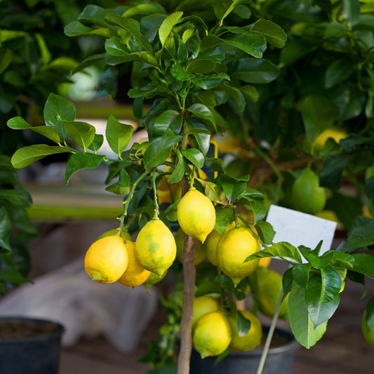 Lemon Yen Ben - Dwarf