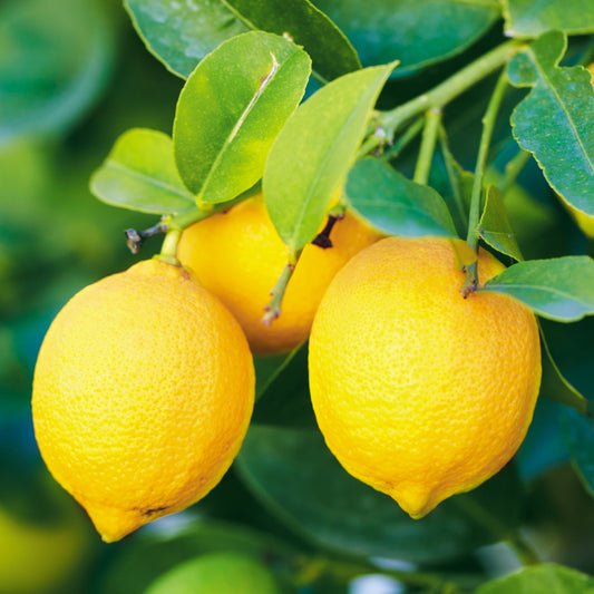 Lemon Meyer