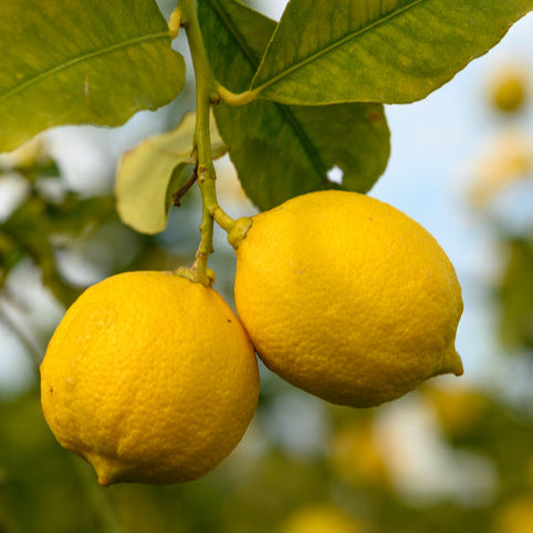 Lemon Myer Dwarf