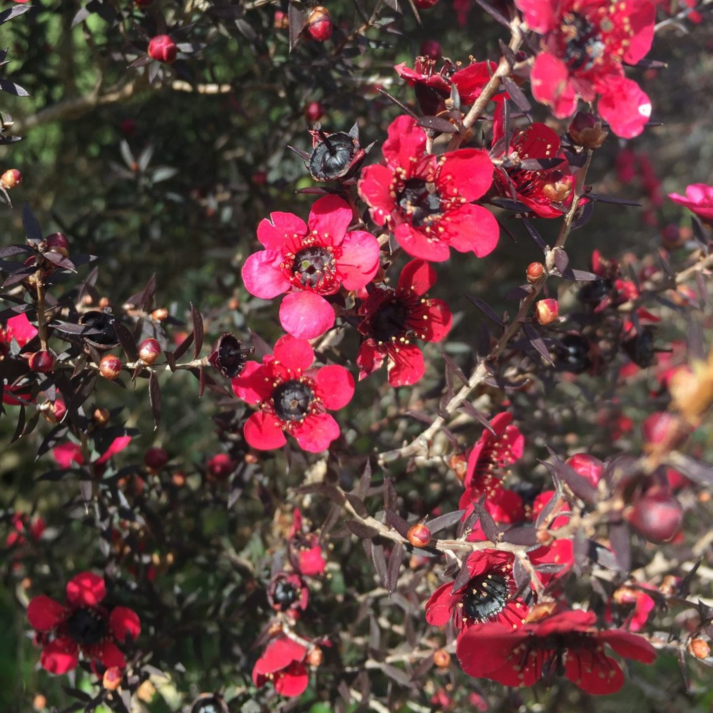 Leptospermum Burgandy Queen