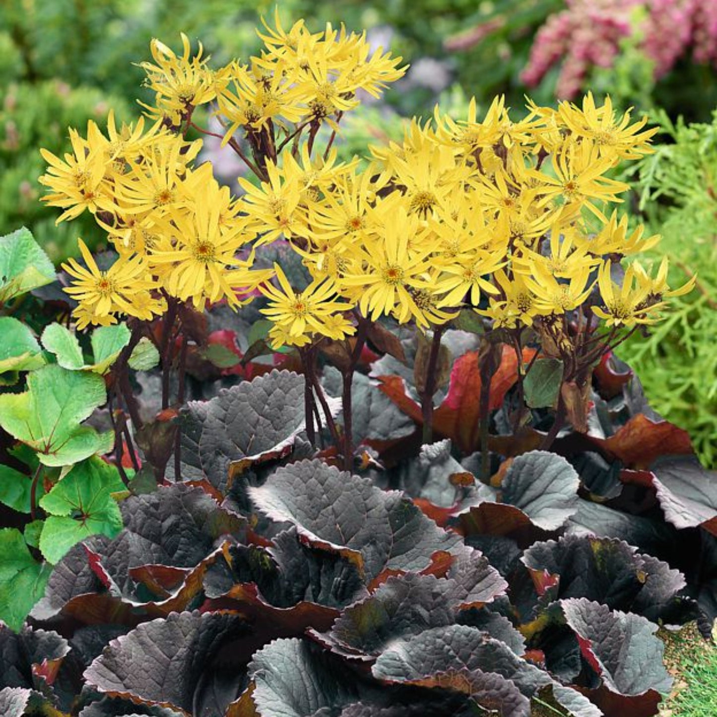 Ligularia Midnight Lady