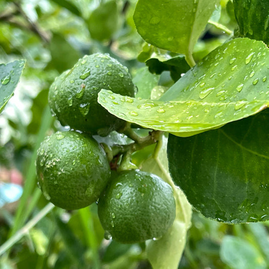 Lime Bears Dwarf