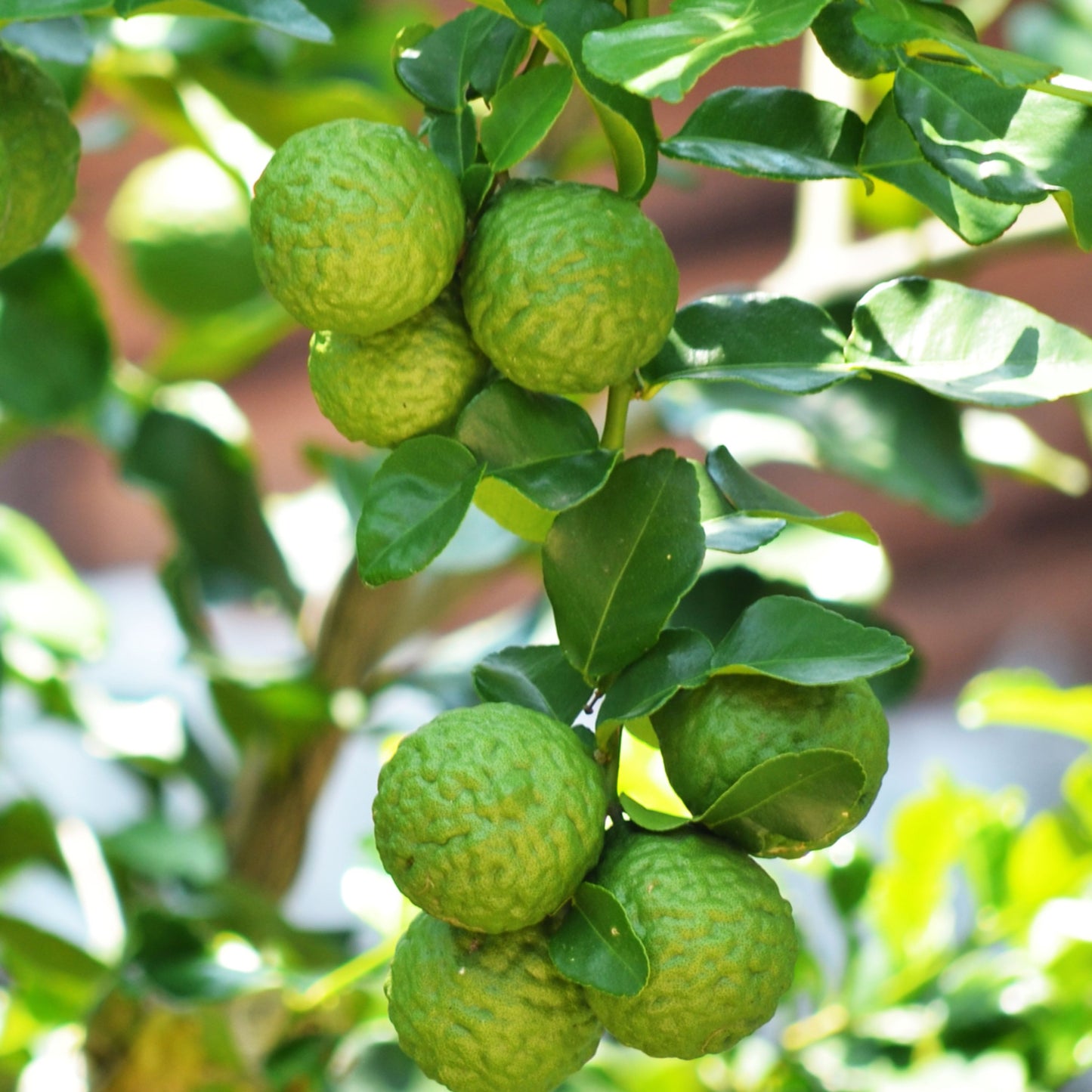 Lime Kaffir Dwarf