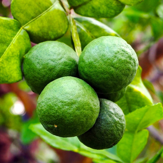 Lime Kaffir