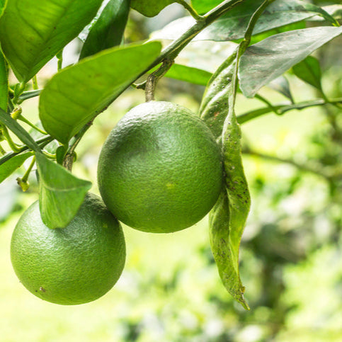 Lime Tahitian