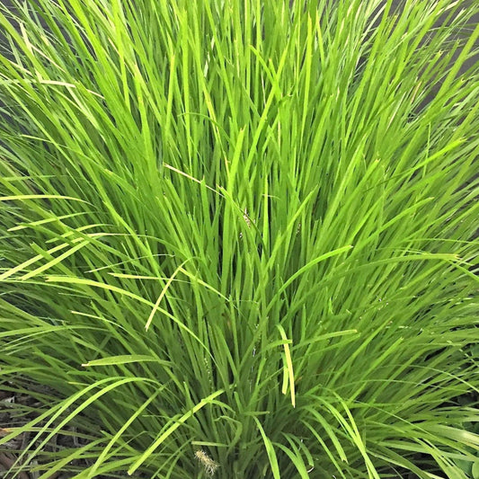 Lomandra Lime Tuff