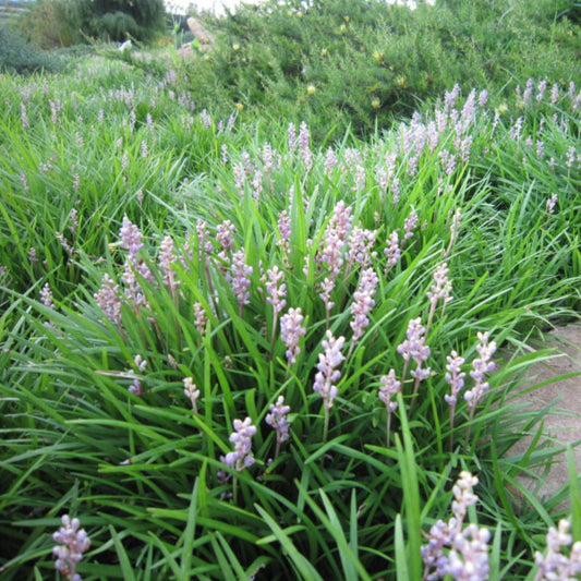 Liriope Isabella