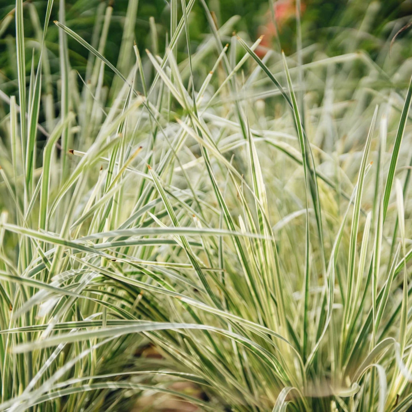 Lomandra Arctic Tops