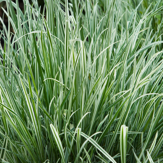 Lomandra Arctic Tops