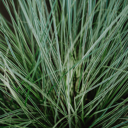 Lomandra Frosty Tops