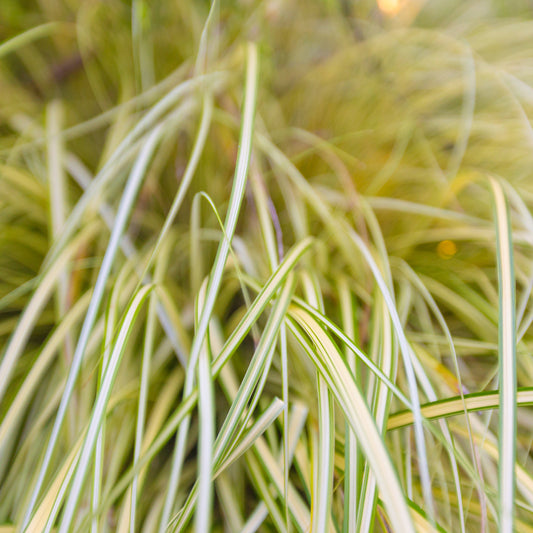 Lomandra White Sands