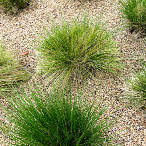 Lomandra Lime Tuff