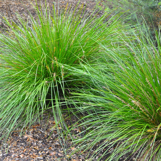 Lomandra Little Pal