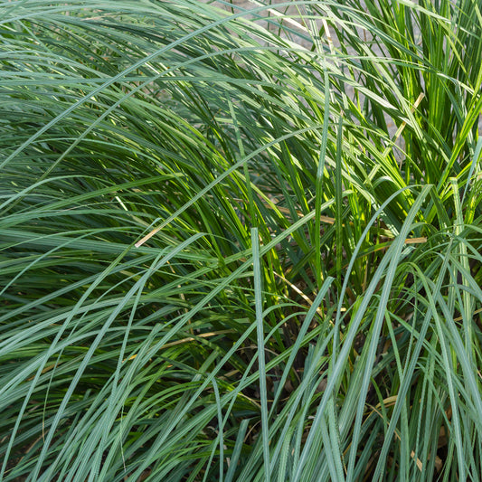 Lomandra Tanika