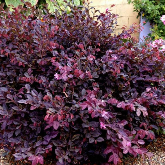 Lorpetalum Burgandy