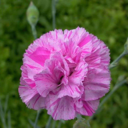 Dianthus Resolution