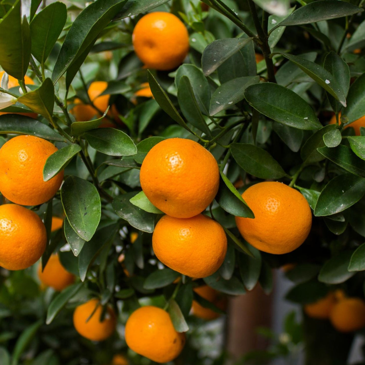 Mandarin Satsuma