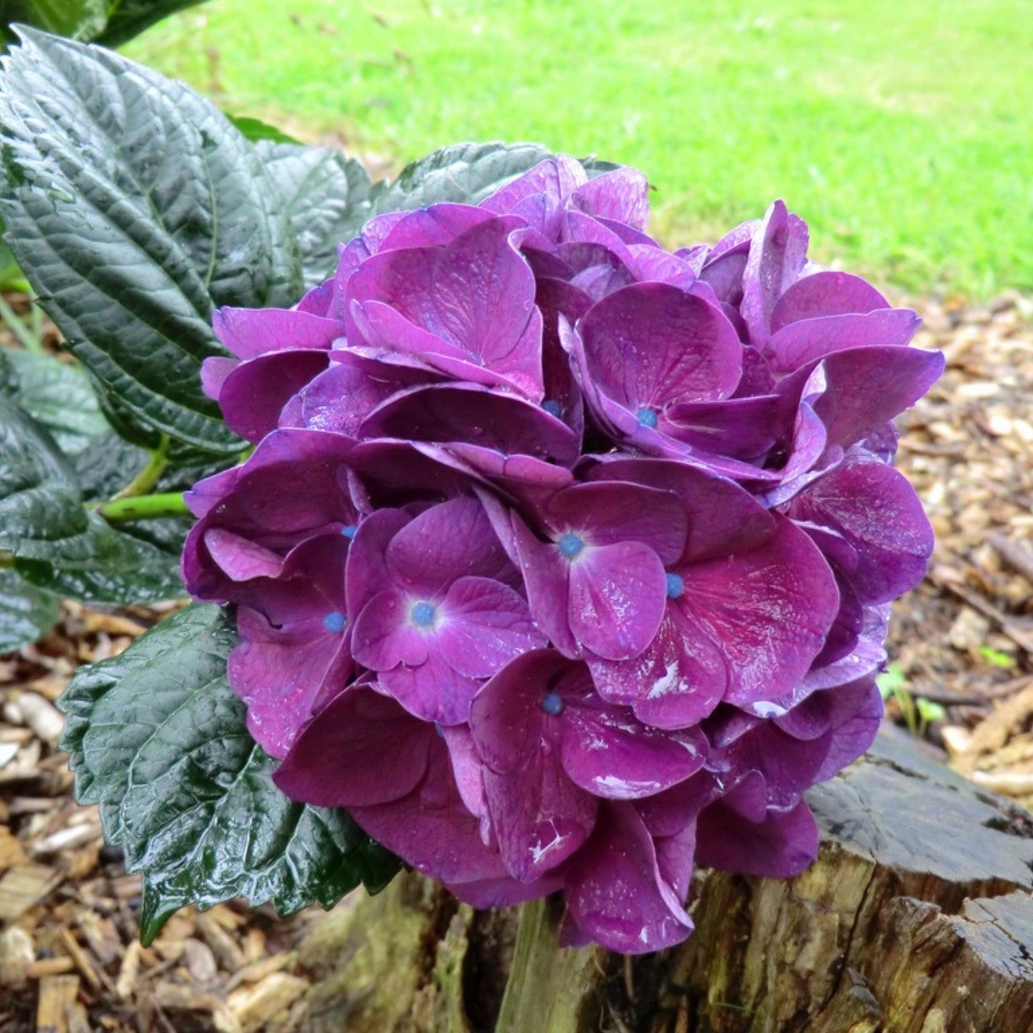 Hydrangea Merveille Sanguine