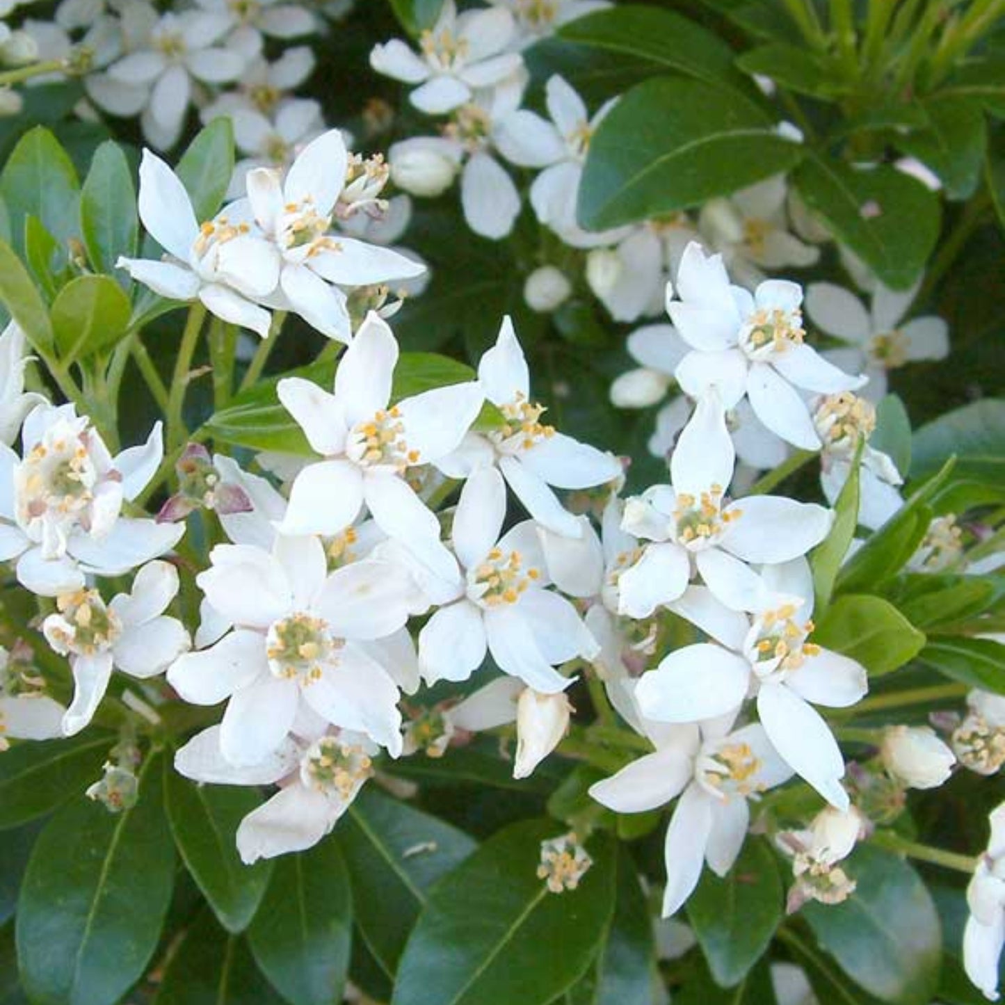 Mexican Orange Blossom