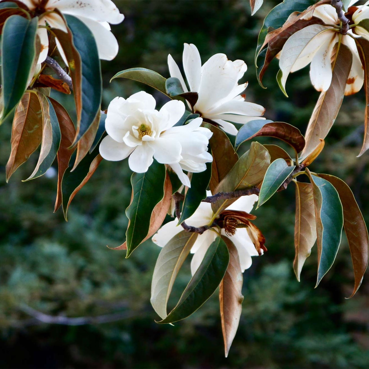 Michelia Yunnanensis