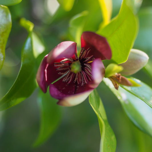 Michelia Figo