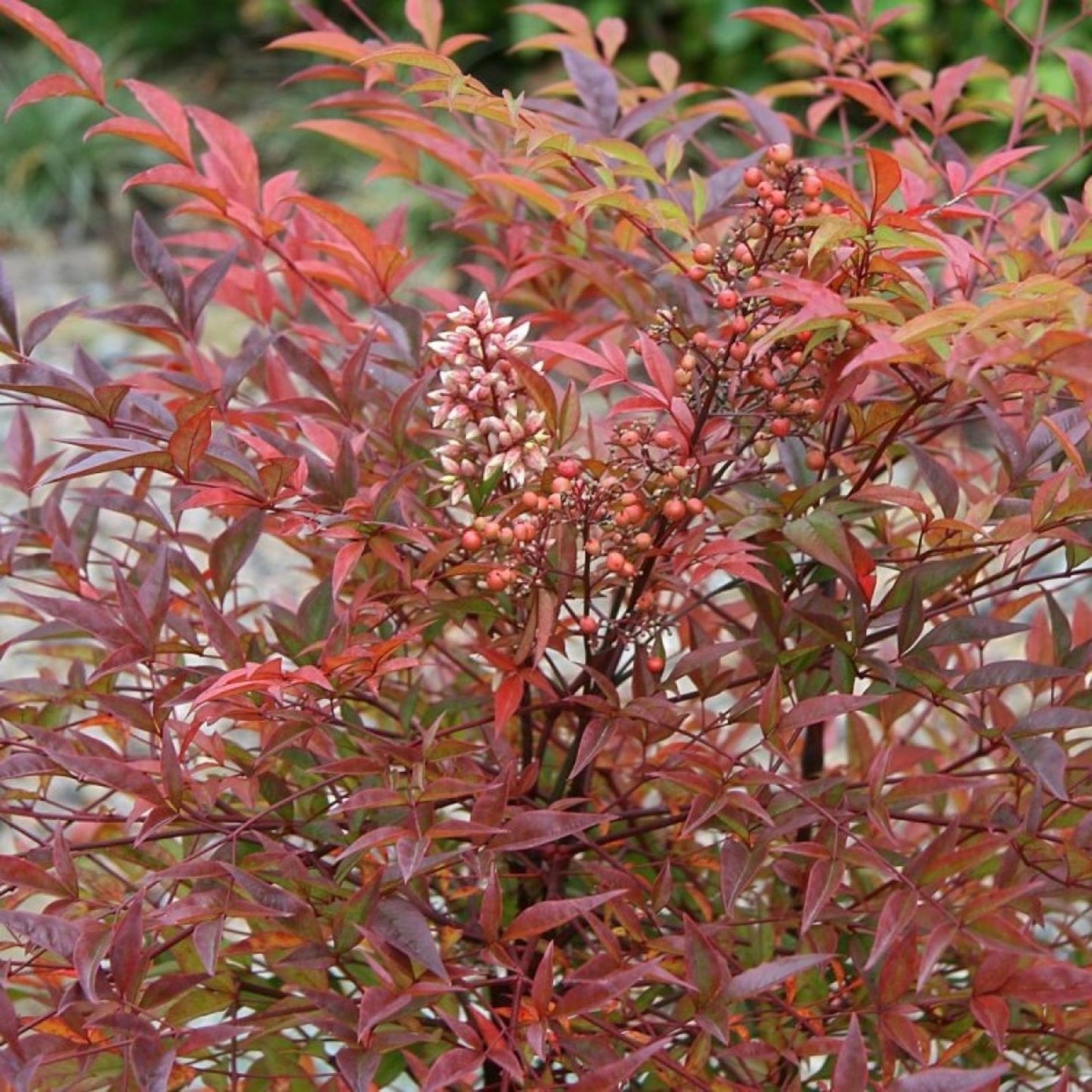 Nandina Domestica Richmond