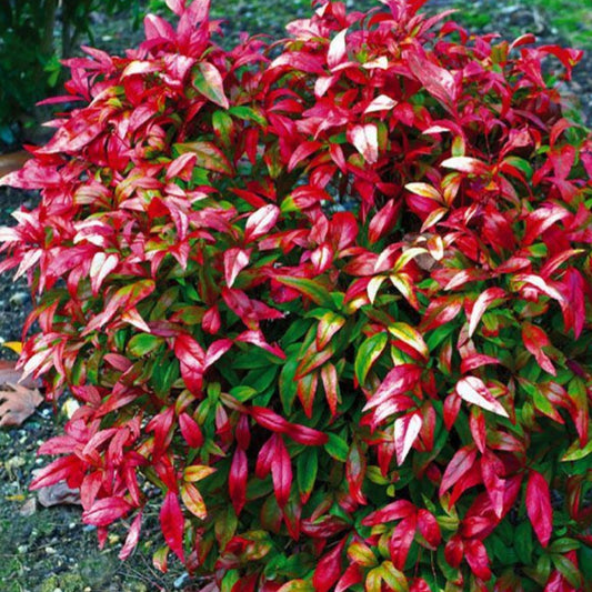 Nandina Firepower